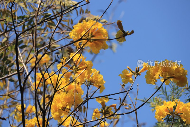 黄花风铃木 