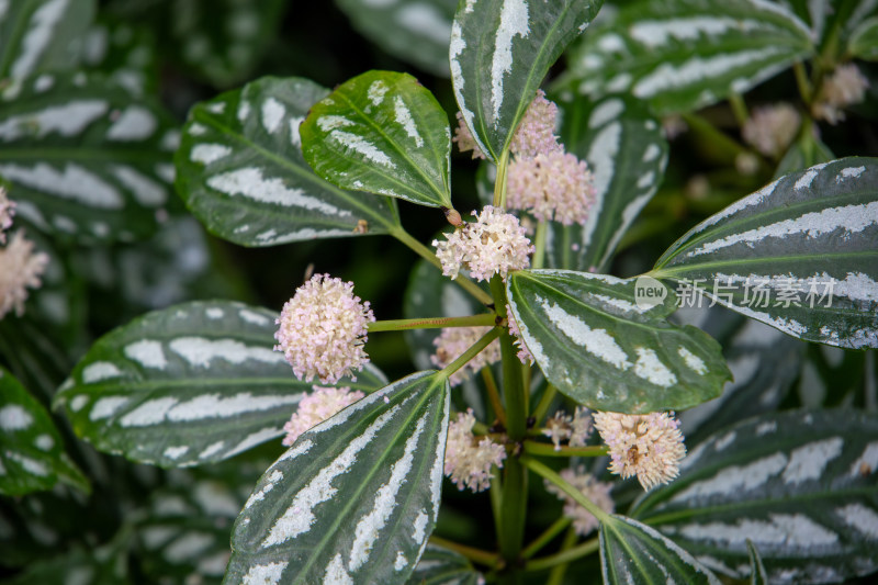 花叶冷水花开花绿色植物特写