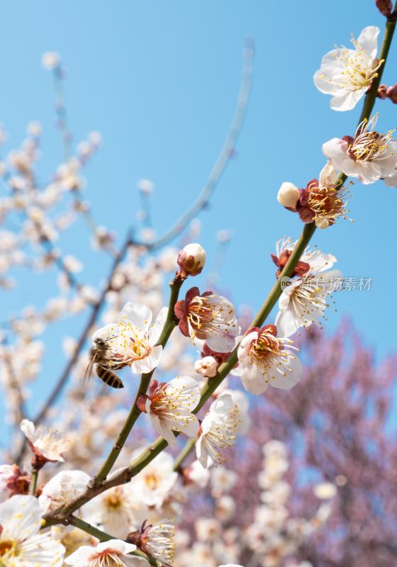 梅花与蜜蜂特写