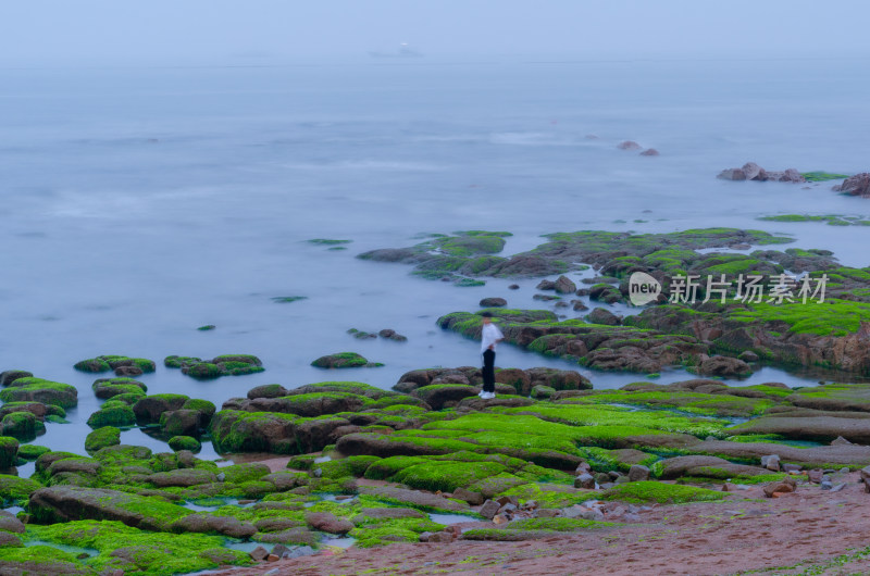 青岛台湾路麦岛湾，布满绿藻的岩石