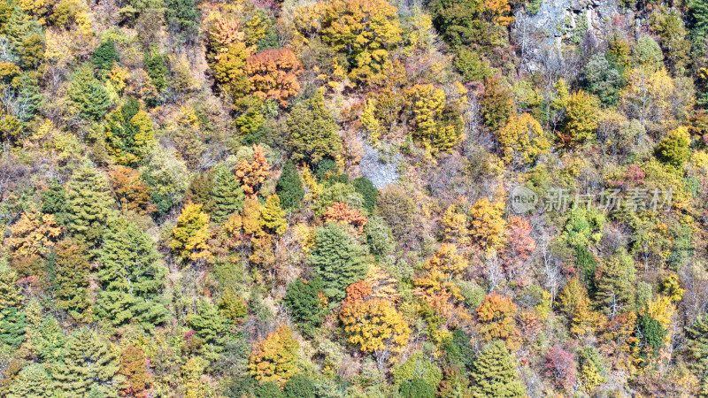 秋季四川西部山区理小路两侧的彩色树林