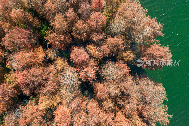 深圳大山陂水库水杉林秋色