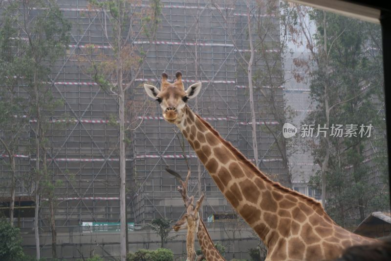 广州长隆动物园长颈鹿表情包