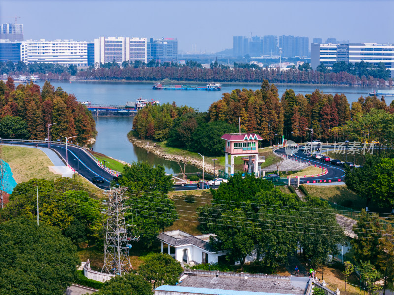 佛山顺德水杉林