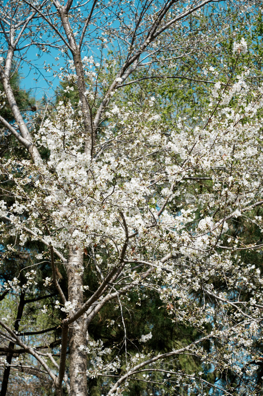 北京玉渊潭公园樱花节樱花树樱花