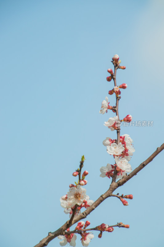 蓝天背景下梅花特写