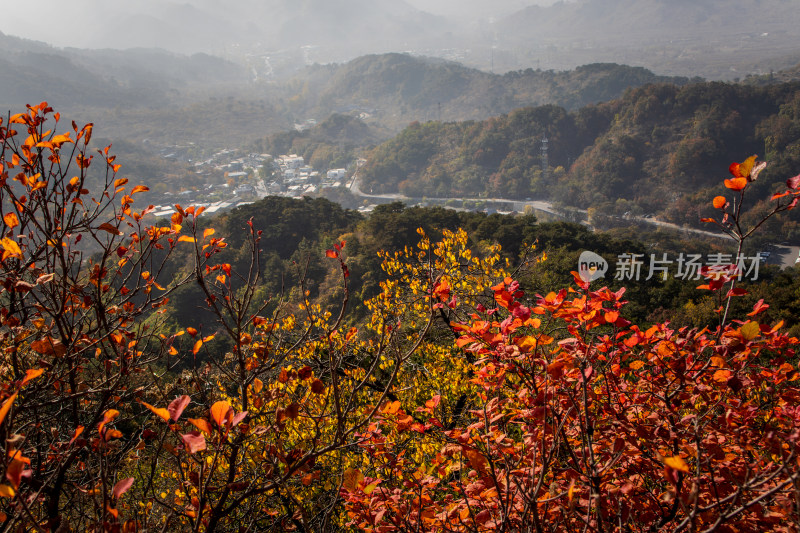 秋季山间红叶层林尽染