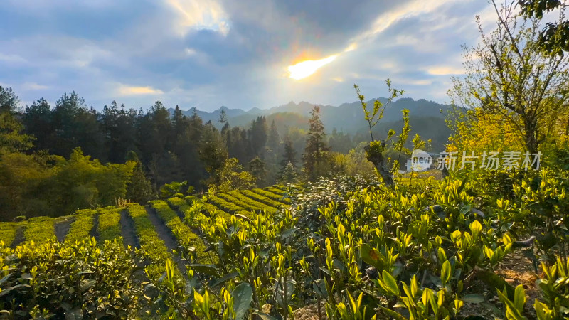 春天里夕阳下的茶园美景