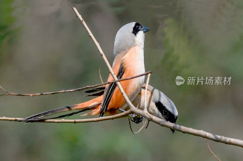 重庆酉阳：鸳鸯群聚戏溪水