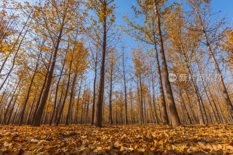 秋天银杏树林