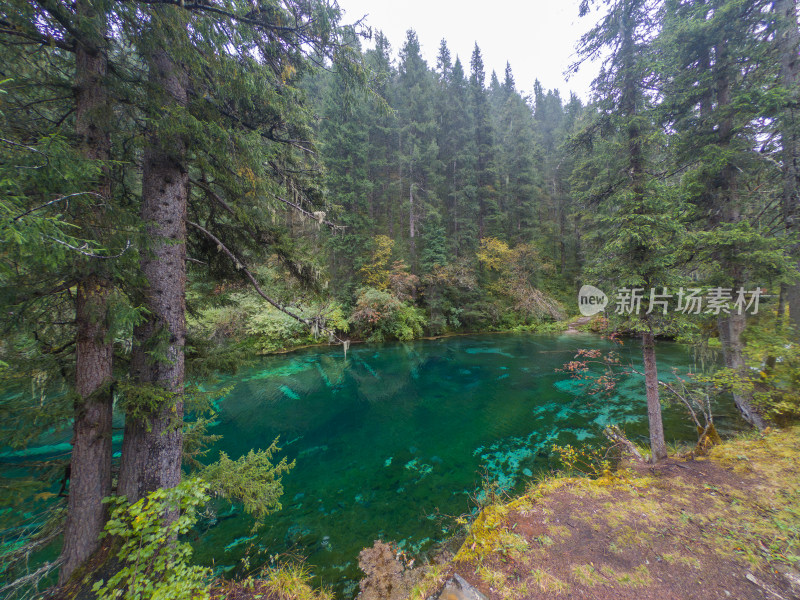 静谧的森林与湖景