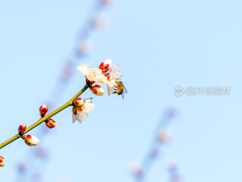 蜜蜂在盛开的白色花朵上采蜜的景象