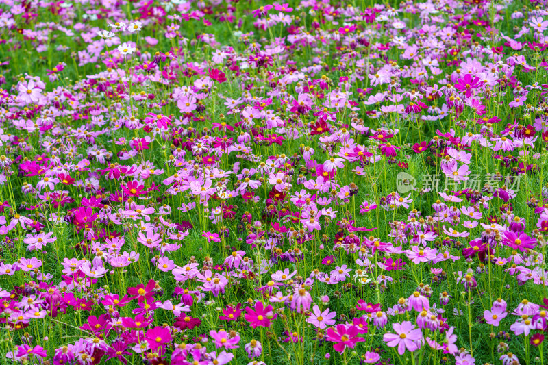 多彩波斯菊花田