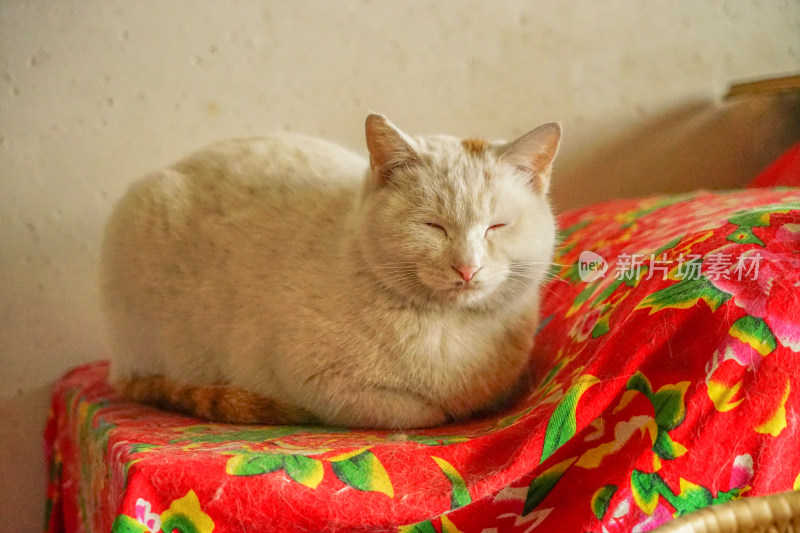 大白猫在棉被上休息