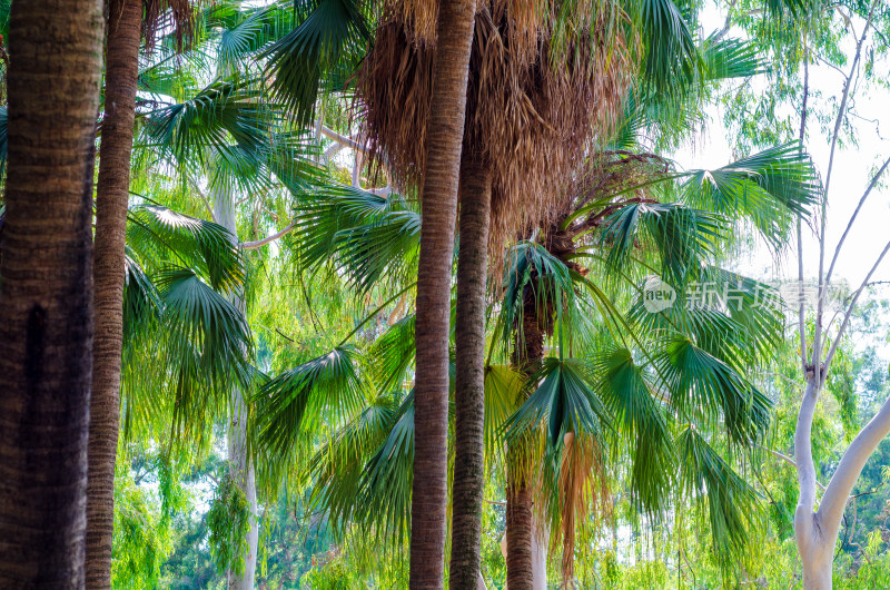 福建省福州西湖公园的椰子树