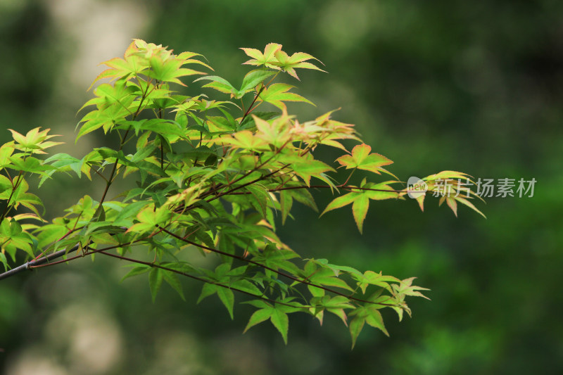 花草植物绿色背景