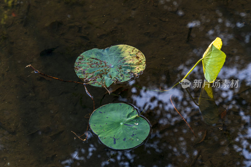 杭州西湖风景区曲院风荷荷花风景