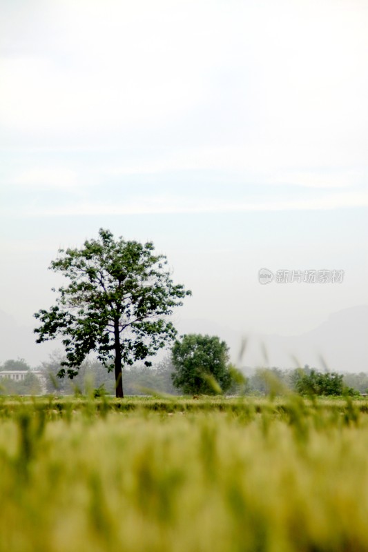 麦子麦田麦子地