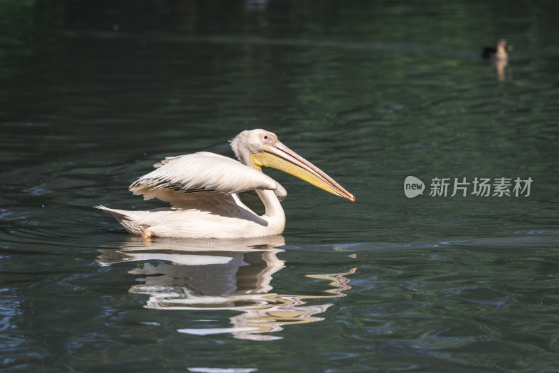 广州长隆野生动物园里的白鹈鹕