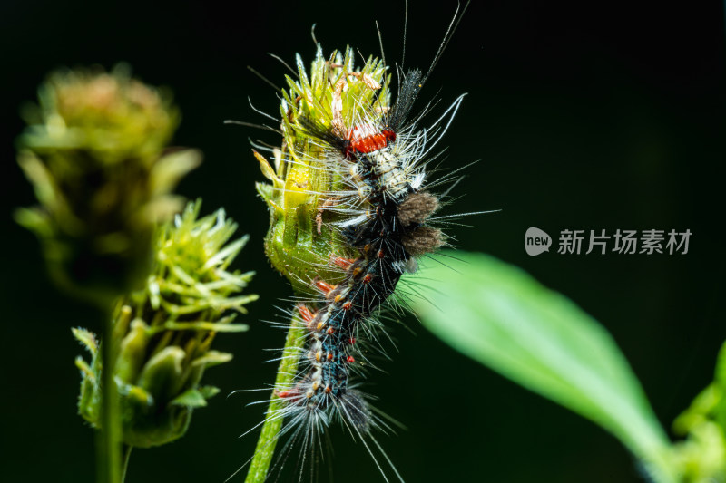 植物上的毛虫特写镜头