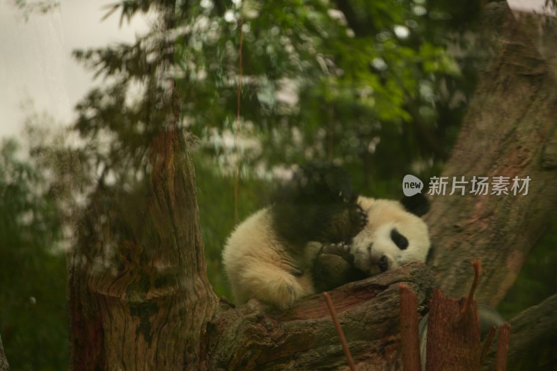 大熊猫幼崽在挂树上睡觉的可爱模样