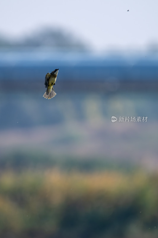 白头鹎（Pycnonotus sinensis）