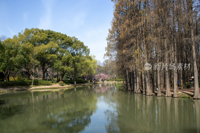 无锡市太湖鼋头渚风景区春日池塘水杉林倒影