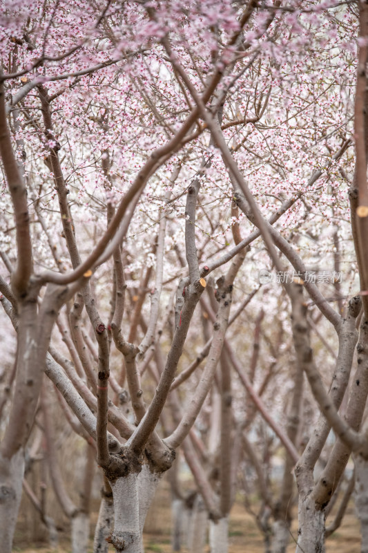 桃树桃花桃树林