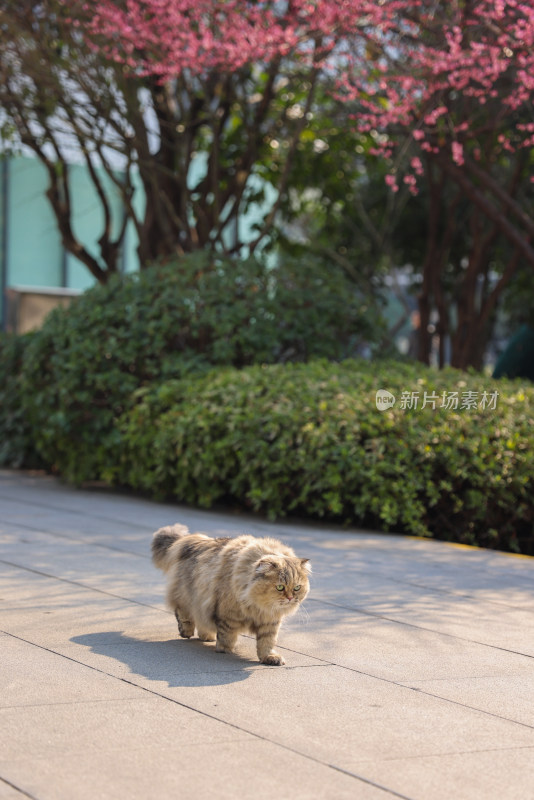 梅花树下的猫金吉拉