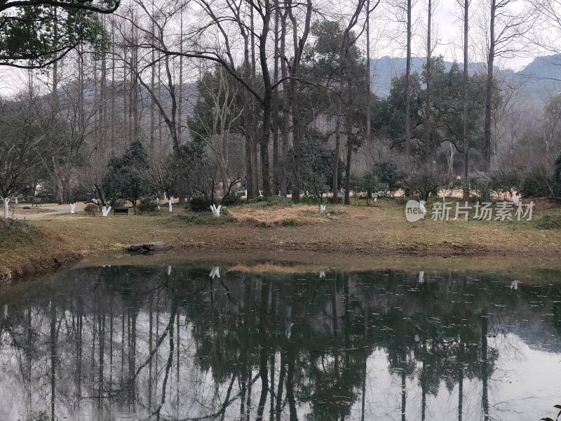 冬季树林边静谧湖水倒映树影的景色