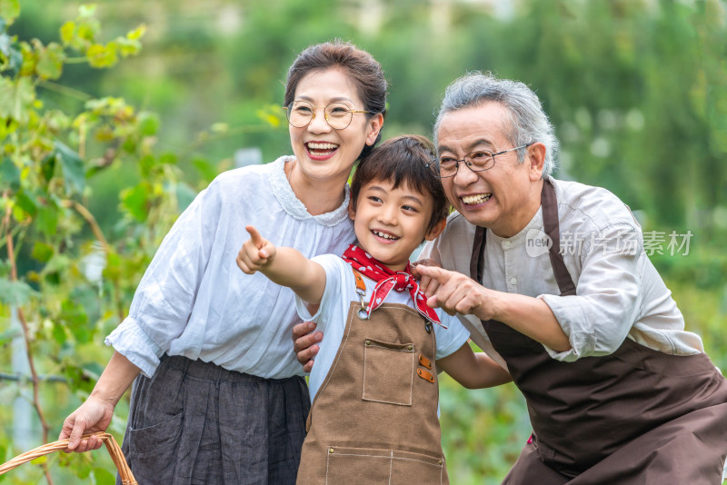 祖孙在果园采摘葡萄