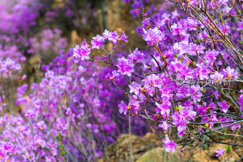 青岛大珠山杜鹃花风光