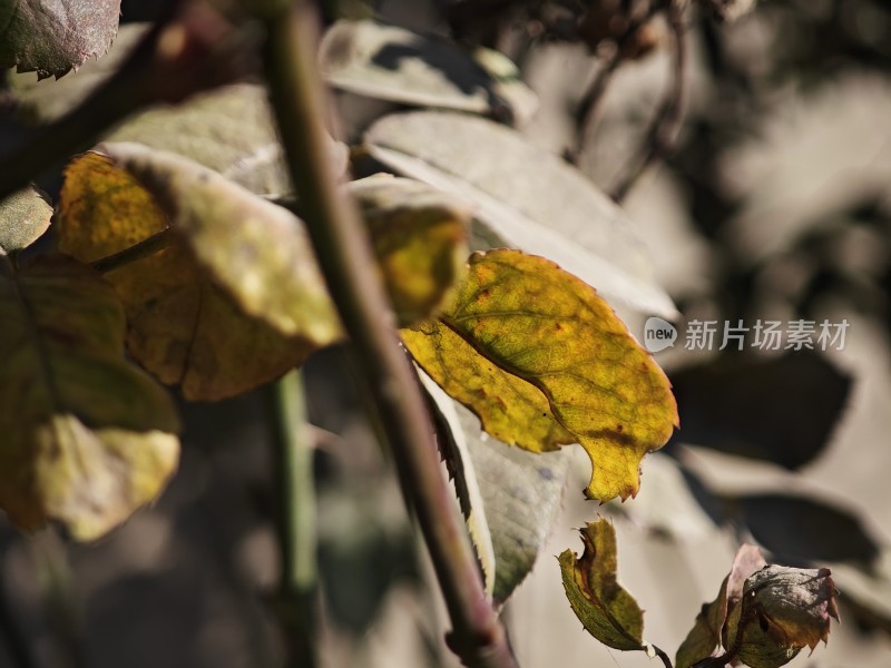 带刺植物上带有枯黄斑点的叶片