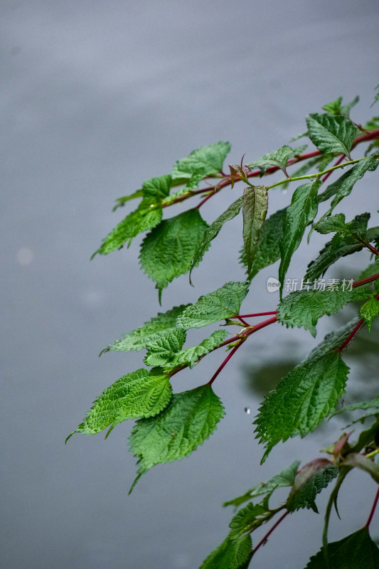 雨天清新植物特写