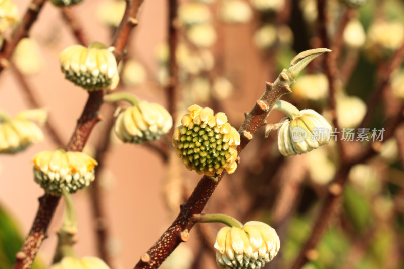 结香花花朵实拍素材