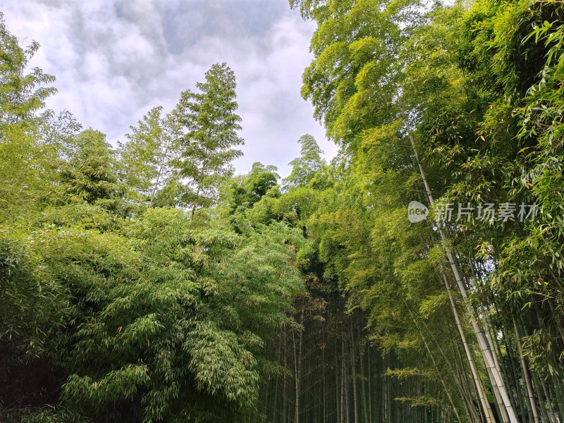 茂密竹林的全景