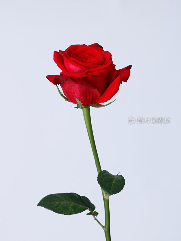 一朵红色玫瑰花的白底图