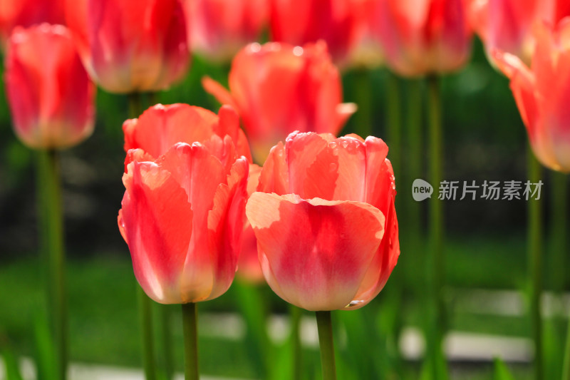 郁金香鲜花实拍背景