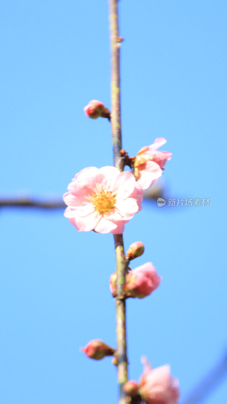 蓝天映衬下的粉色花朵枝头特写