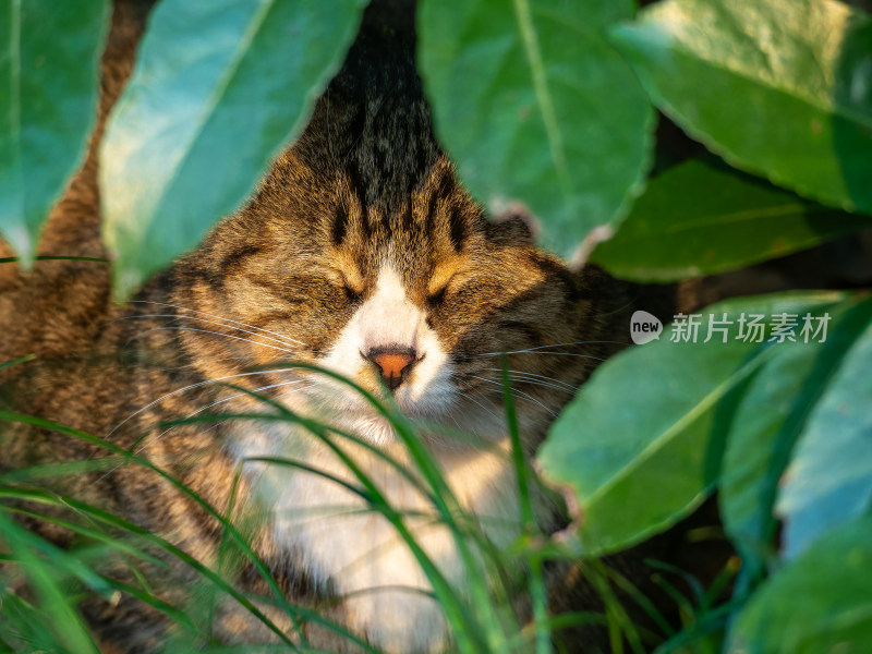 草丛中慵懒休憩的花猫特写