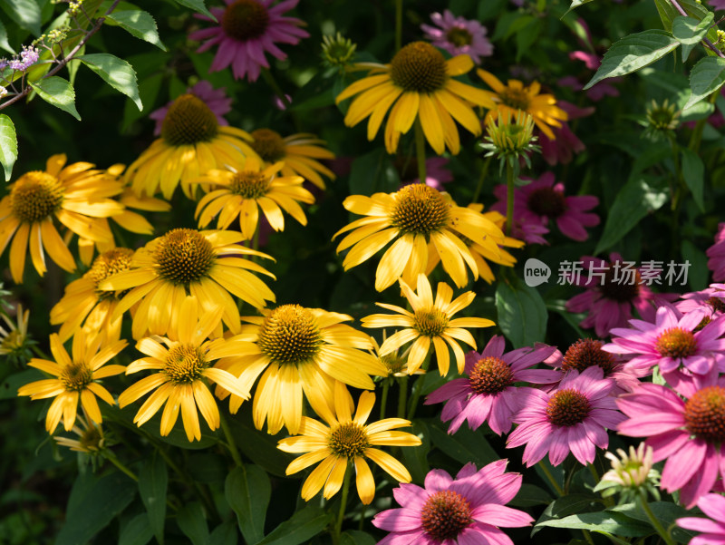 松果菊开花特写