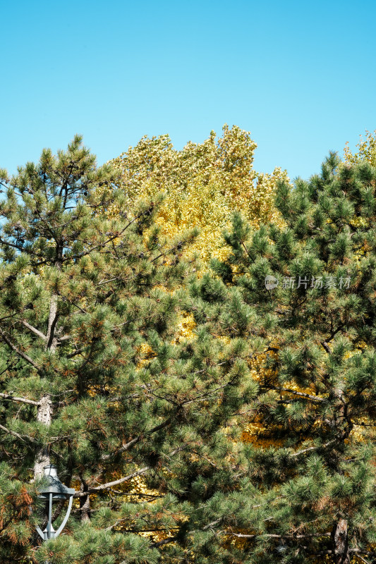 北京地坛公园树林风景