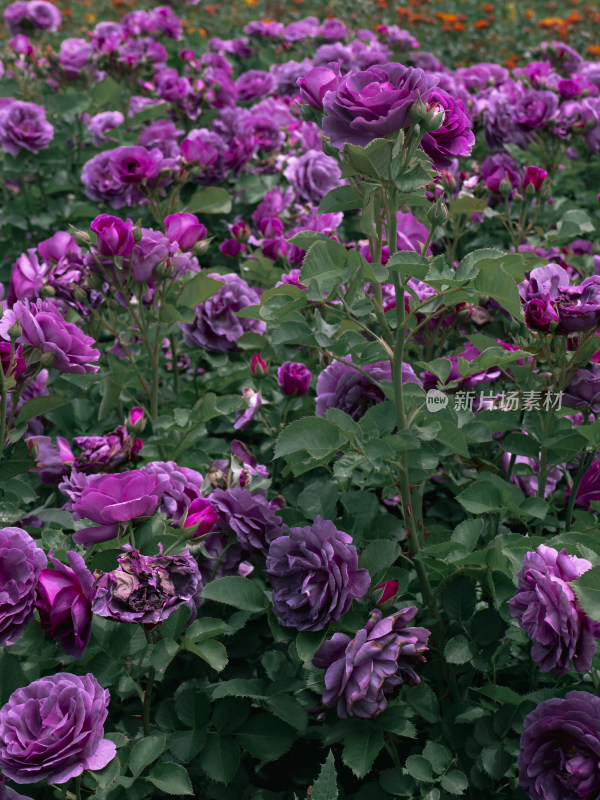 暗紫色月季花稀有品种
