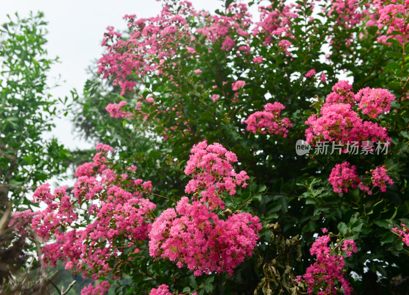 紫薇花卉花朵花蕊农村痒痒花痒痒树