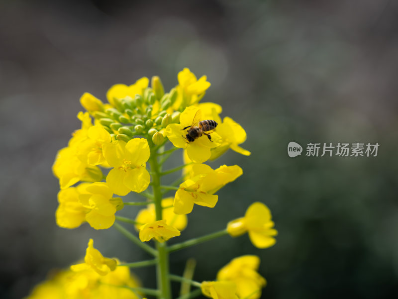 金黄的油菜花