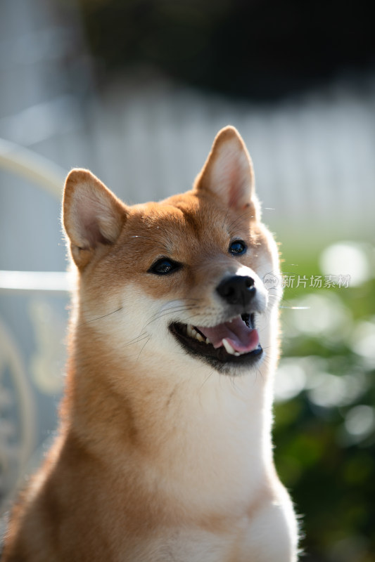 一只咧嘴笑的柴犬头部特写