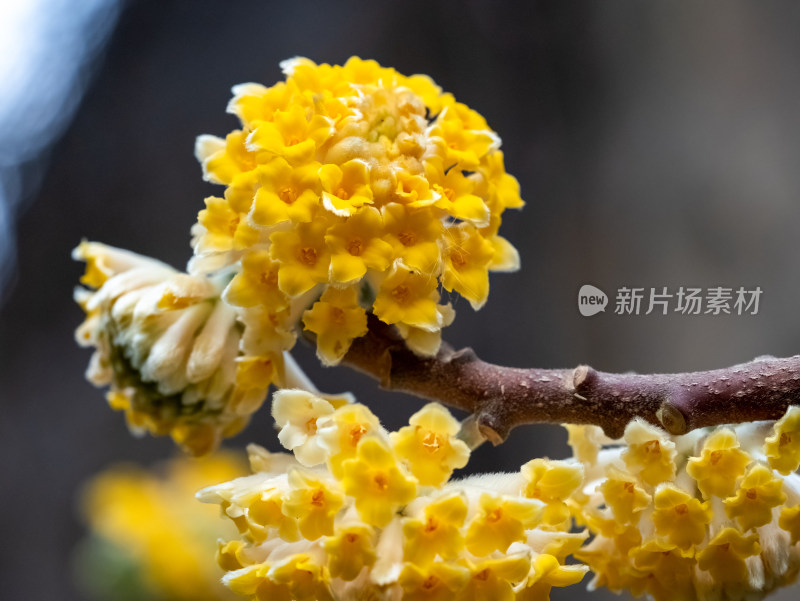 微距下的植物结香花