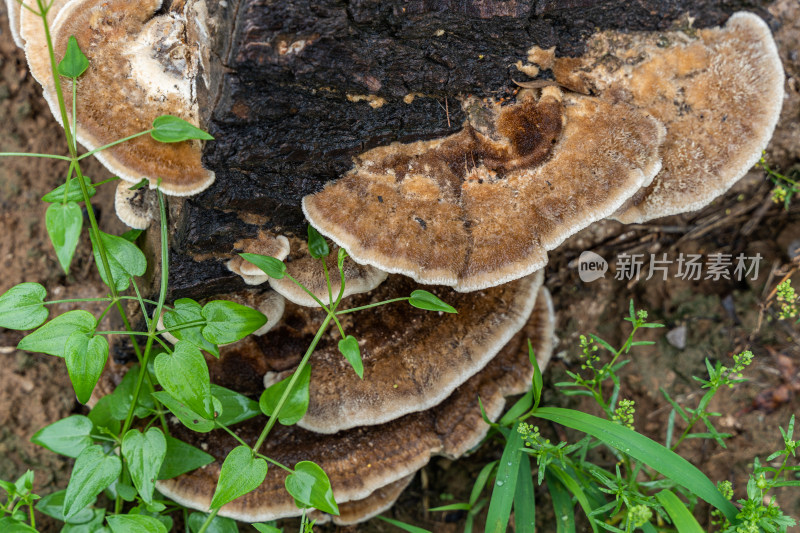 树舌多孔菌真菌