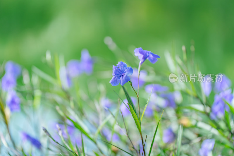 户外盛开的蓝花草