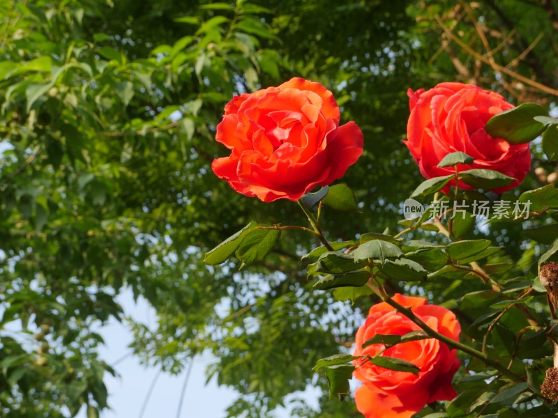 月季花玫瑰花